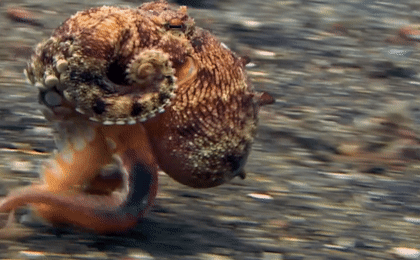 Chú bạch tuộc ba chân bốn cẳng chạy nước rút dưới đáy biển gây sốt mạng xã hội