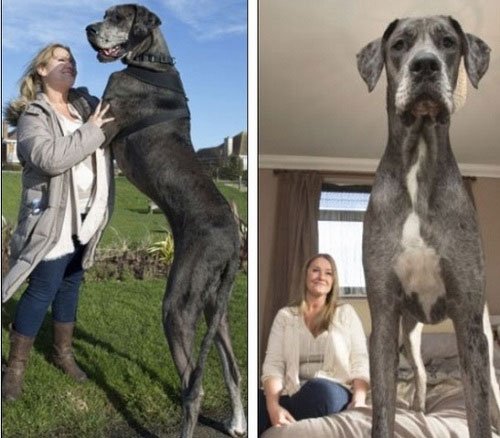 Chú chó cao nhất thế giới qua đời: Chiều cao tương đương với những siêu sao bóng rổ