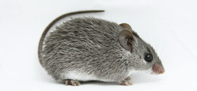 Chú chuột nhỏ bé này có thể nắm giữ chìa khóa cho một cuộc cách mạng y tế trong tương lai!