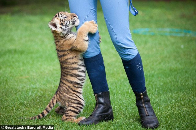 Chú hổ Bengal bất hạnh bị mẹ ruồng bỏ, may mắn tìm lại được hơi ấm từ người bạn thân khác loài