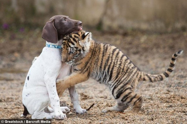 Chú hổ Bengal bất hạnh bị mẹ ruồng bỏ, may mắn tìm lại được hơi ấm từ người bạn thân khác loài