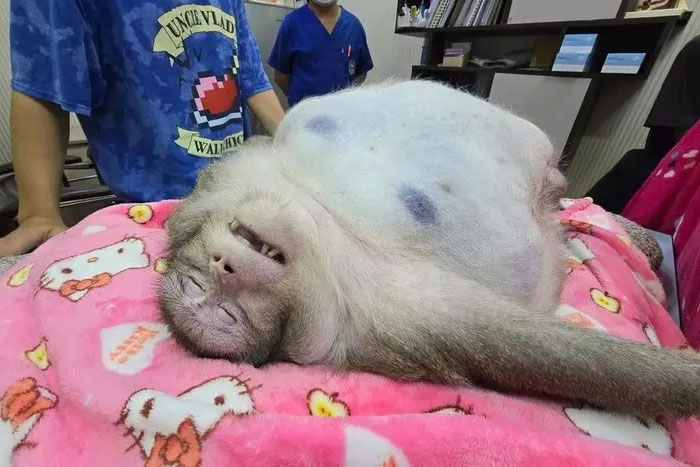 Chú khỉ béo nhất Thái Lan qua đời