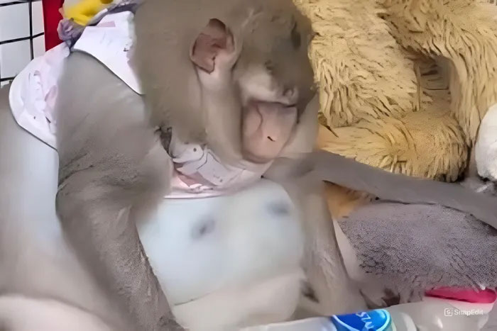 Chú khỉ béo nhất Thái Lan qua đời