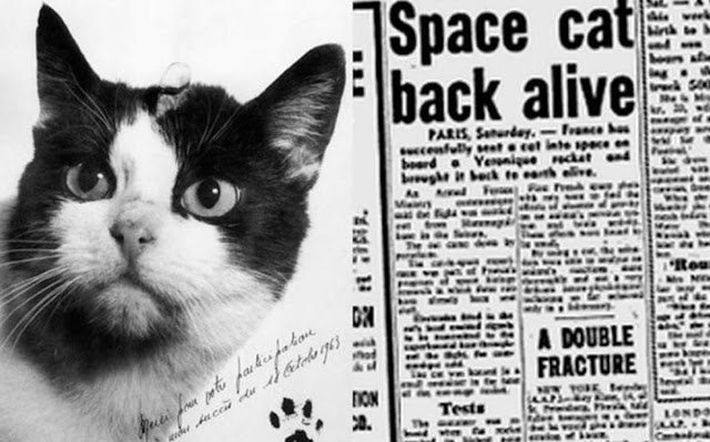 Chú mèo đầu tiên bay vào vũ trụ
