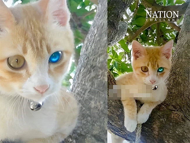 Chú mèo “mắt kim cương” xuất hiện khiến nhiều người Thái Lan đi mua xổ số, sự thật thì sao?