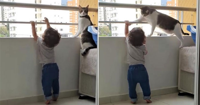 Chú mèo thông minh kiên quyết ngăn cản bé trai trèo lên lan can