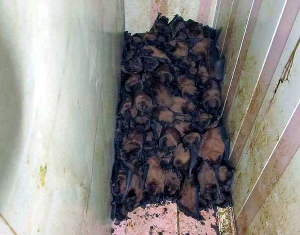 Chủ nhà khóc thét khi phát hiện 1.700 con dơi lúc nhúc, chiếm dụng ban công nhà để… hoan lạc