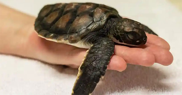 Chú rùa con mới được giải cứu tại Sydney mất 6 ngày mới ị hết số nhựa đã ăn phải