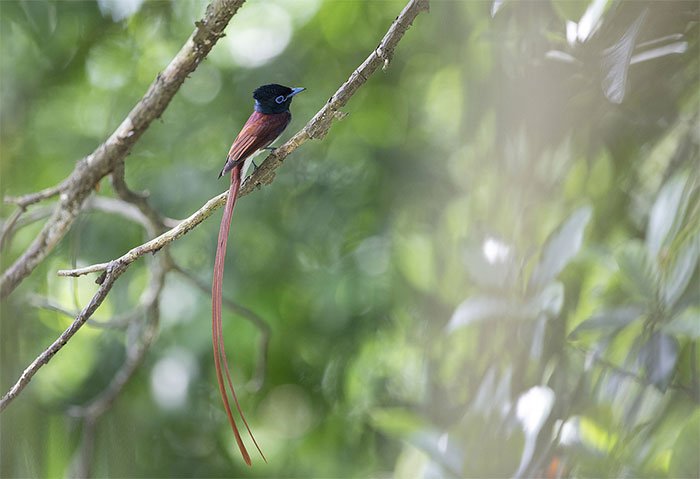 Chùm ảnh chim nằm trong sách đỏ ghi nhận ở Hà Nội