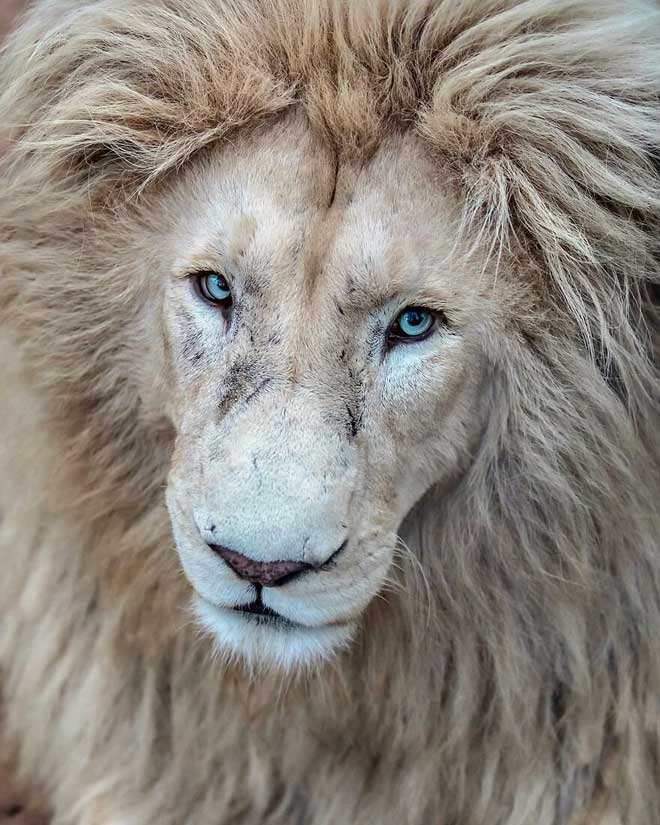 Chùm ảnh về vẻ đẹp tinh khiết và đầy mạnh mẽ của sư tử trắng