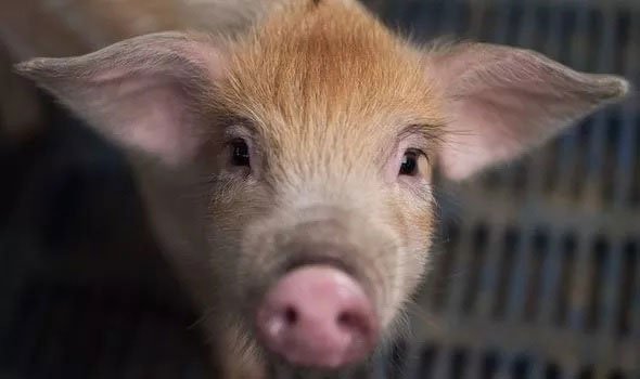 Chủng virus corona từ lợn ở Trung Quốc có thể nhảy sang người