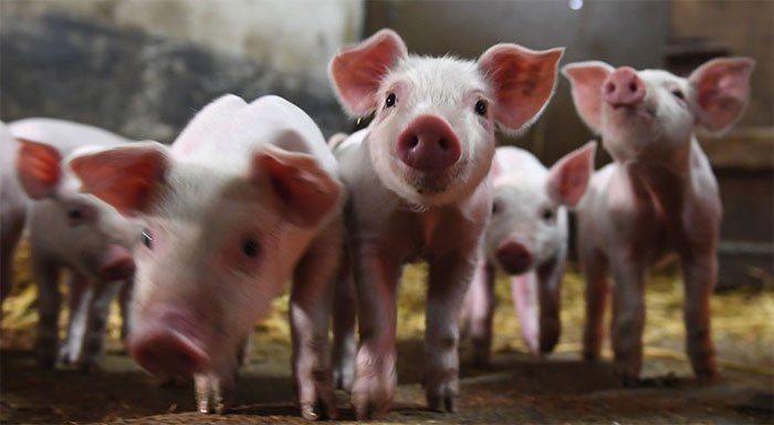 Chủng virus corona từ lợn ở Trung Quốc có thể nhảy sang người