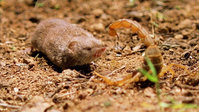 Chuột chù đối đầu bọ cạp sát thủ trong trận chiến sinh tử