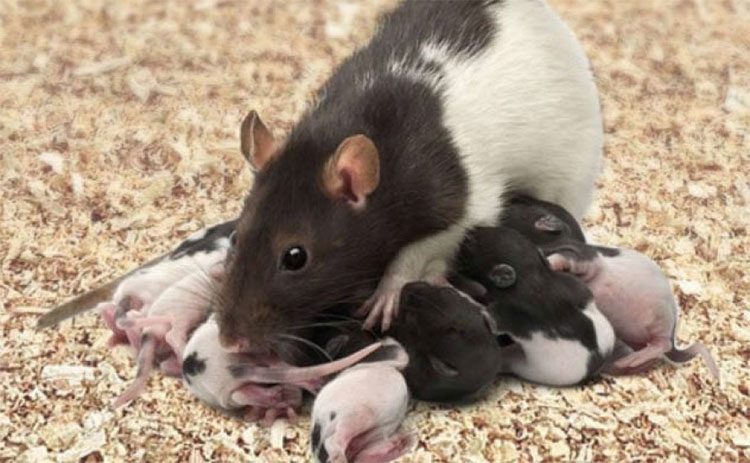 Chuột có khả năng chẩn đoán bệnh lao