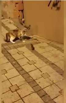 Chuột phản đòn khiến mèo hoảng sợ thối lui