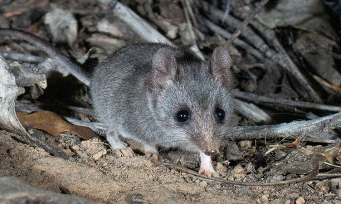 Chuột túi nhỏ đảo Kangaroo có nguy cơ sắp tuyệt chủng