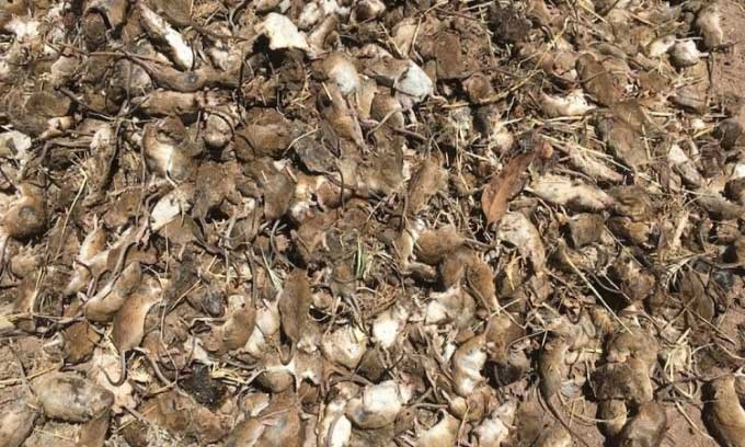 Chuột xâm chiếm các trang trại Australia gây thiệt hại nặng nề