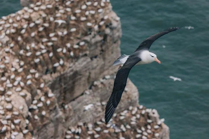 Chuyện của chú chim hải âu cô đơn nhất thế giới và chuyến hành trình được cả thế giới dõi theo