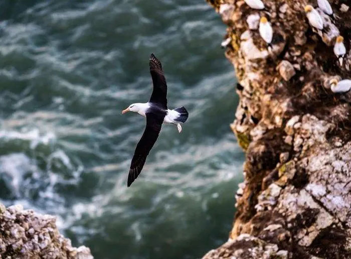 Chuyện của chú chim hải âu cô đơn nhất thế giới và chuyến hành trình được cả thế giới dõi theo