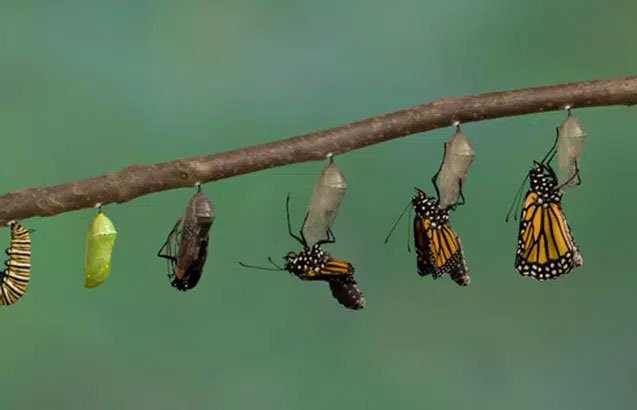 Chuyện gì xảy ra bên trong nhộng côn trùng, làm sao chúng có được đôi cánh để bay?