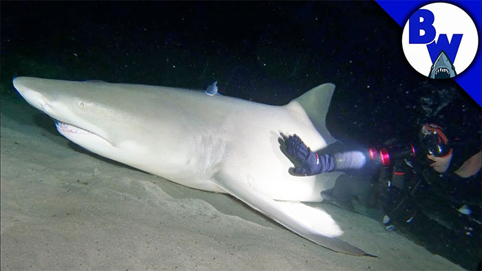 Chuyện gì xảy ra khi thợ lặn xuống đáy biển trong đêm, đánh thức cá mập khủng đang ngủ?