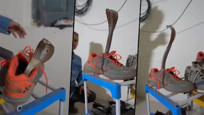 Chuyên gia bắn rắn hổ mang lẩn trốn bên trong chiếc giày thể thao