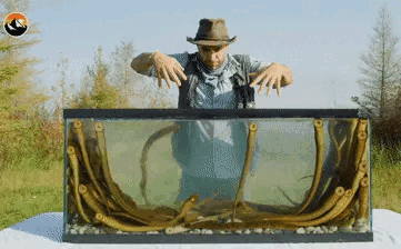 Chuyên gia mạo hiểm cho tay mình vào bể cá mút đá háu đói, bất ngờ xảy ra sau đó!