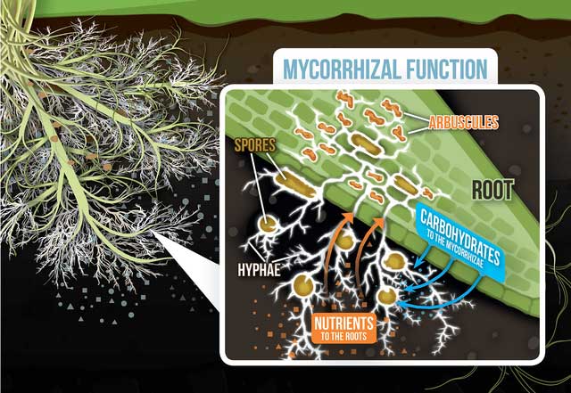 Chuyên gia tiết lộ việc hóa thạch sống thực vật sinh sản tự nhiên khó đến mức nào