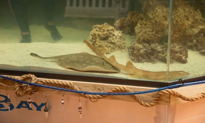 Chuyện khó tin nhưng có thật: Cá đuối mang thai nghi do cá mập đực