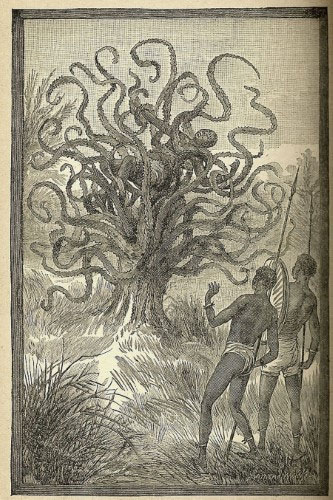 Chuyện kỳ lạ về loài cây ăn thịt người