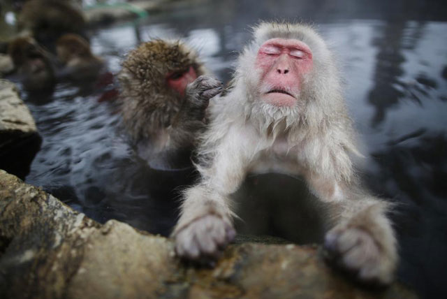 Chuyện nước Nhật: Tuyết rơi dày, lũ khỉ tuyết rủ nhau đu dây điện thoại cho đỡ lạnh chân
