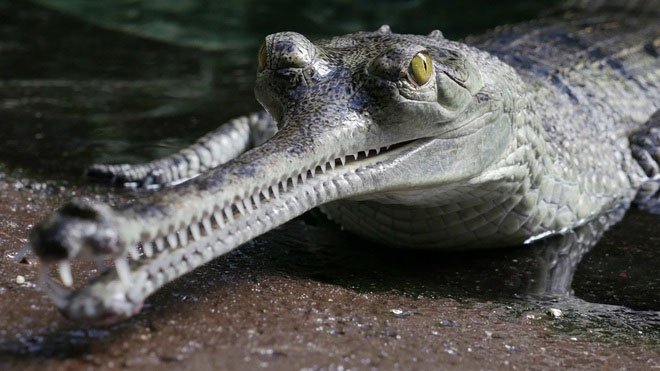 Chuyện về loài cá sấu khổng lồ siêu hiếm nổi tiếng... nhút nhát