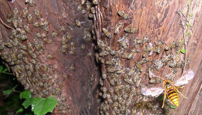 Cơ chế phòng vệ của ong mật Nhật Bản khiến ong bắp cày châu Á cũng phải tránh xa