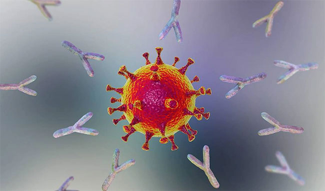 Cơ thể chúng ta không chỉ tiêu diệt SARS-CoV-2 bằng kháng thể