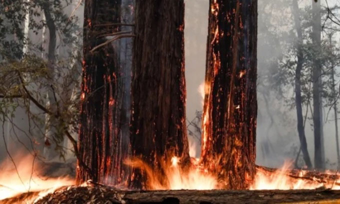 Cổ thụ hồi sinh sau cháy rừng nhờ mầm cây 2.000 năm