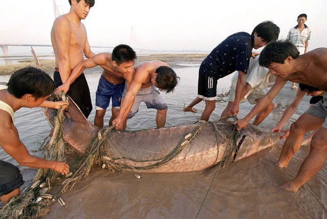 Con cá to nhất trong thiên đường cá của Trung Quốc lớn cỡ nào?