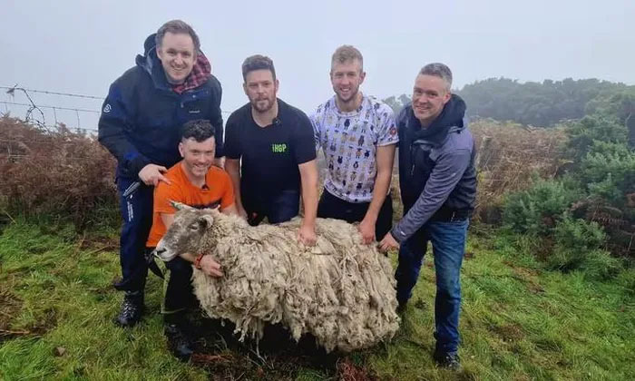 “Con cừu cô đơn nhất nước Anh” được giải cứu sau 2 năm mắc kẹt