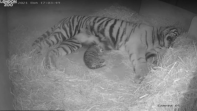Con hổ quý hiếm nhất thế giới chào đời ở sở thú London