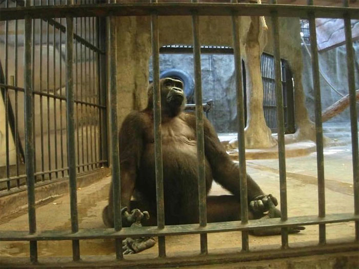 Con khỉ đột cô đơn nhất thế giới đã sống trong khu mua sắm Cage trong 30 năm