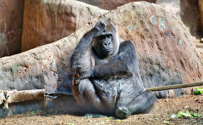 Con khỉ đột cô đơn nhất thế giới đã sống trong khu mua sắm Cage trong 30 năm