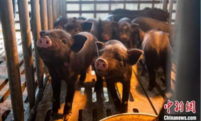 Con lợn Tây Tạng nhân bản đầu tiên đẻ ra chín con thuần chủng