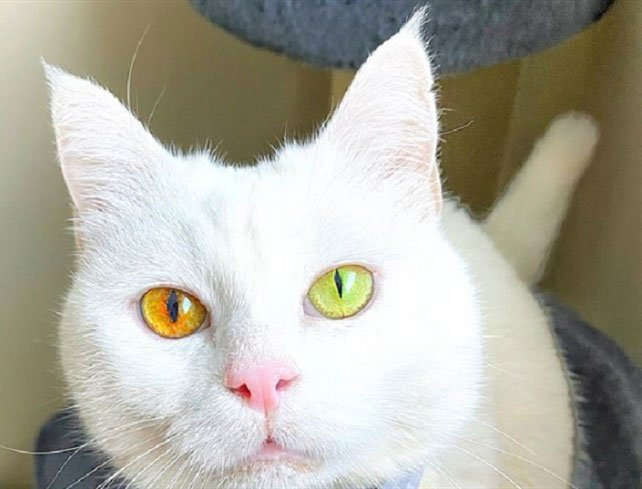 Con mèo có màu mắt thay đổi theo thời tiết