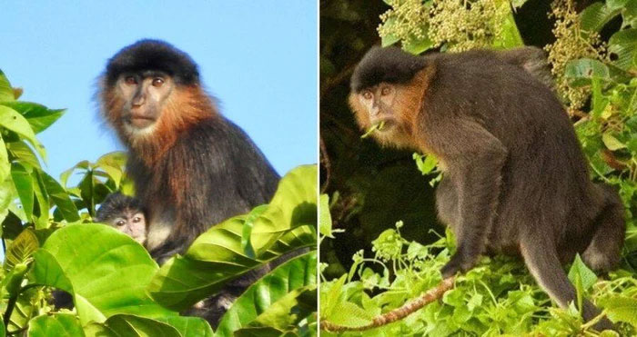 Con người chính là nguyên nhân khiến cho loài khỉ lai bí ẩn xuất hiện ở đảo Borneo?
