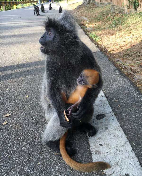 Con người chính là nguyên nhân khiến cho loài khỉ lai bí ẩn xuất hiện ở đảo Borneo?