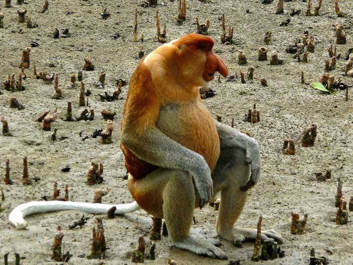Con người chính là nguyên nhân khiến cho loài khỉ lai bí ẩn xuất hiện ở đảo Borneo?
