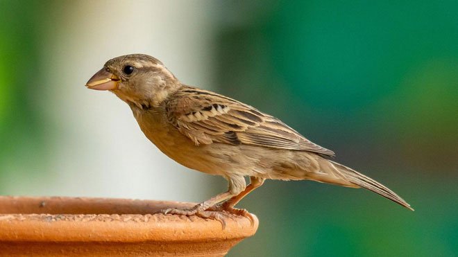 Con người không phải là động vật duy nhất biết tự dùng thuốc