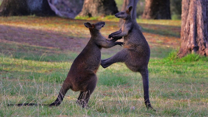 Con người sẽ sớm được cấy gân của kangaroo để phục hồi những chần thương vùng đầu gối