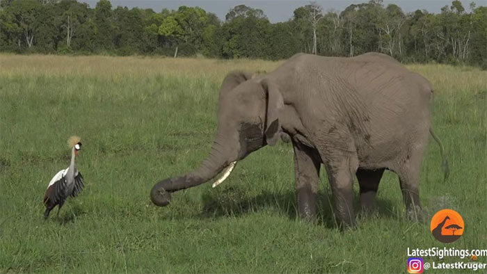 Con sếu bé nhỏ liều mạng đánh đuổi bầy voi khổng lồ để bảo vệ tổ của mình