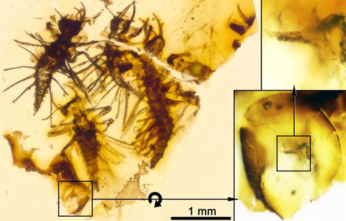 Côn trùng mới nở chết cứng trong hổ phách 130 triệu năm