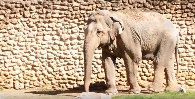 Con voi buồn nhất thế giới qua đời sau 43 năm bị biệt giam